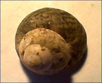 Gibbula da determinare 3